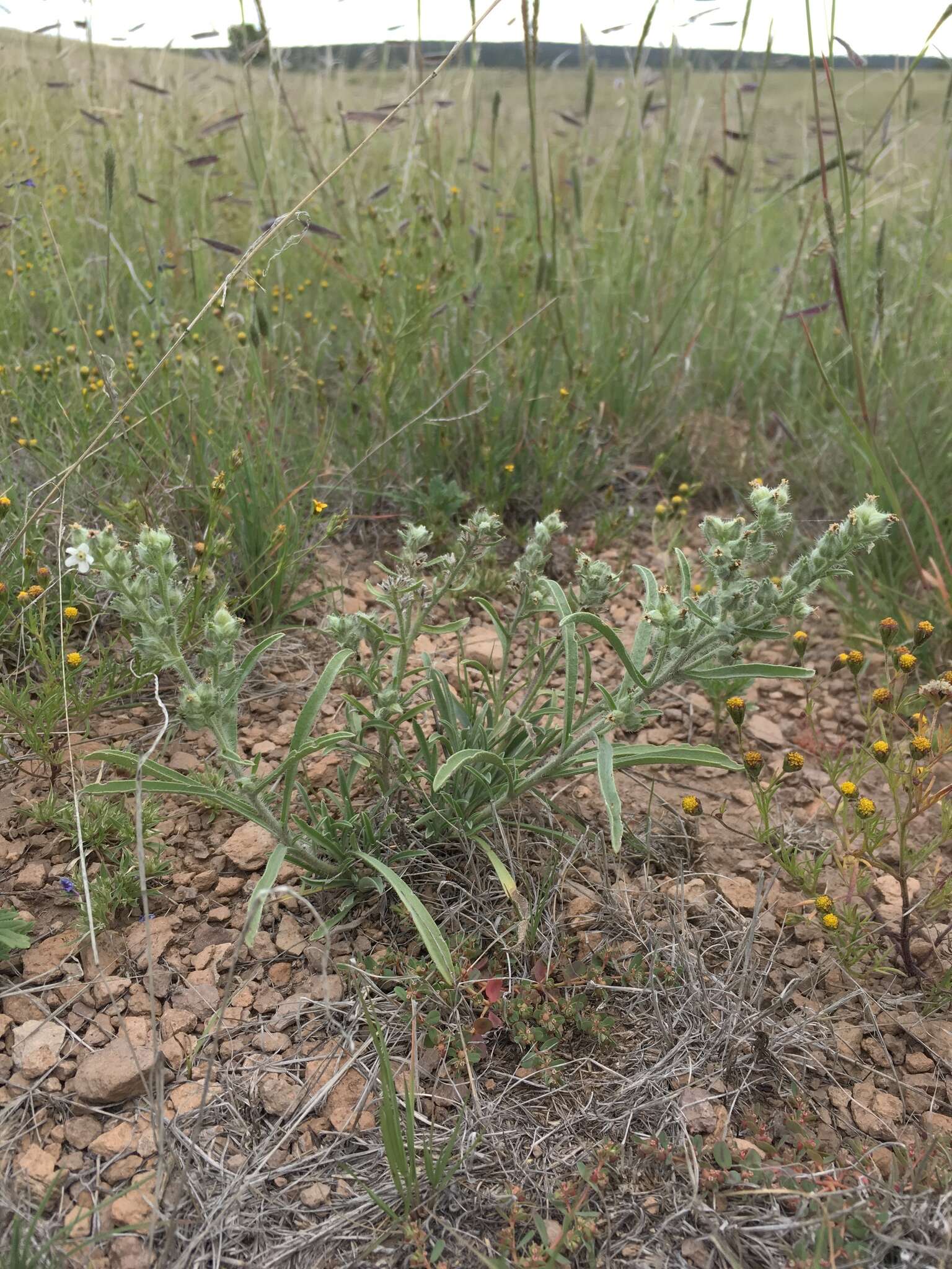 Image of James' cryptantha