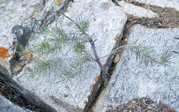 Image of singleleaf pinyon