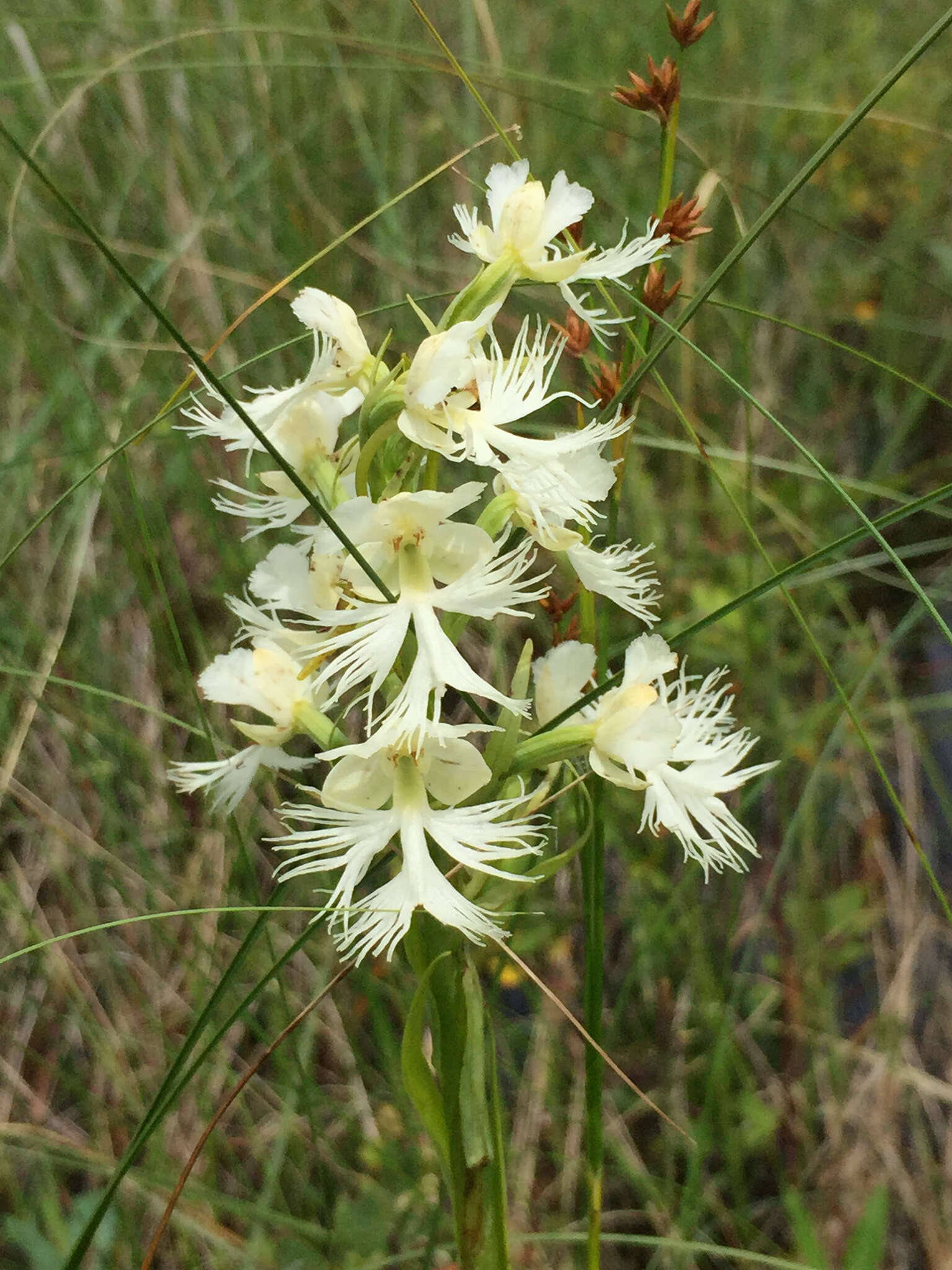 Image of Eastern prairie fringed orchid