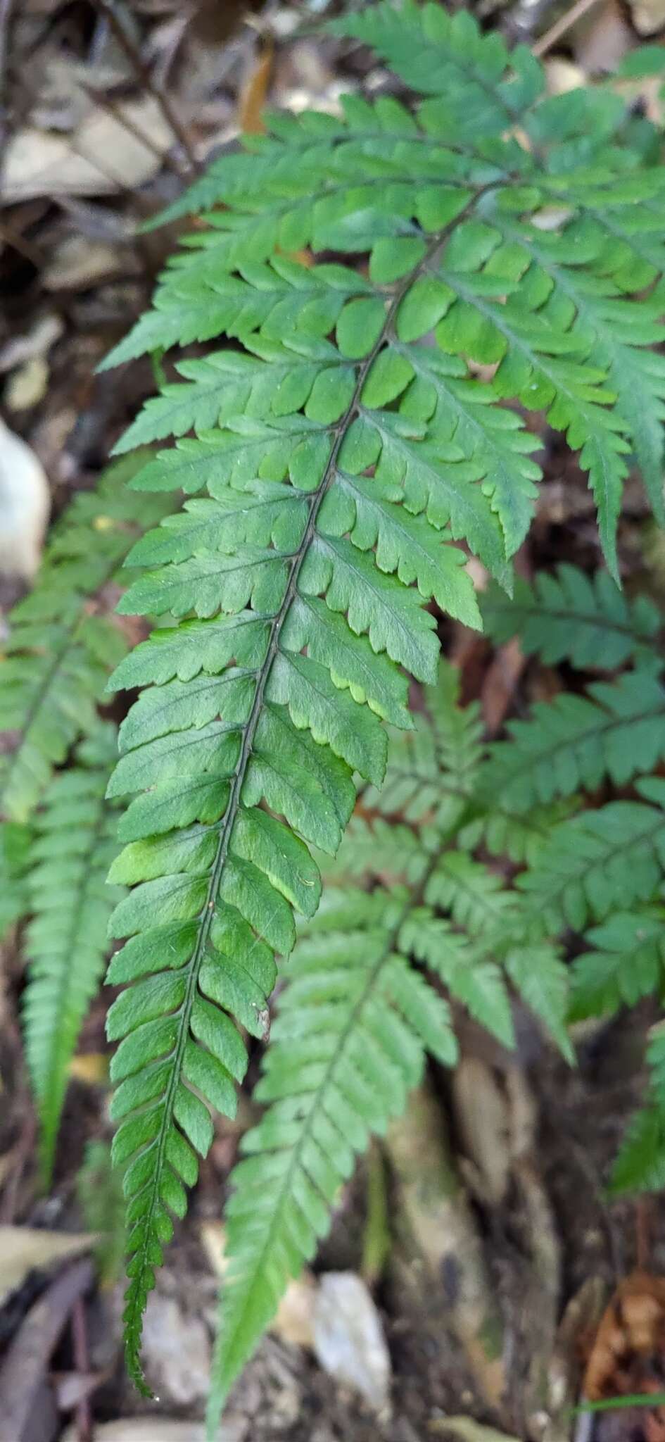 Plancia ëd Athyrium arisanense (Hayata) Tag.