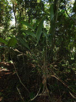 Image of Geonoma orbignyana Mart.