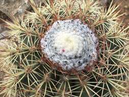 Image of Melocactus macracanthos (Salm-Dyck) Link & Otto