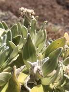 Image of Helichrysum devium J. Y. Johnson