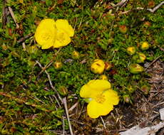 Image of Hibbertia procumbens (Labill.) DC.