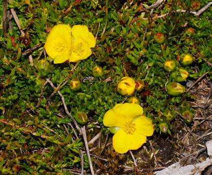 Image of Hibbertia procumbens (Labill.) DC.