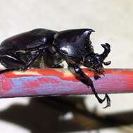 Слика од Xylotrupes socrates Schauffus 1864