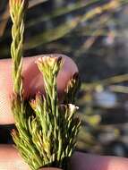 Image of Diosma rourkei I. Williams