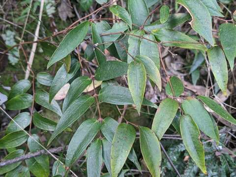 Image of Ripogonum fawcettianum F. Muell. ex Benth.