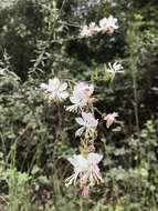 Oenothera demareei (P. H. Raven & D. P. Greg.) W. L. Wagner & Hoch resmi