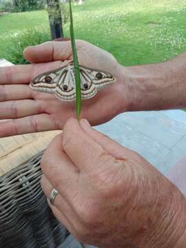 Image of Apollo Marbled Emperor