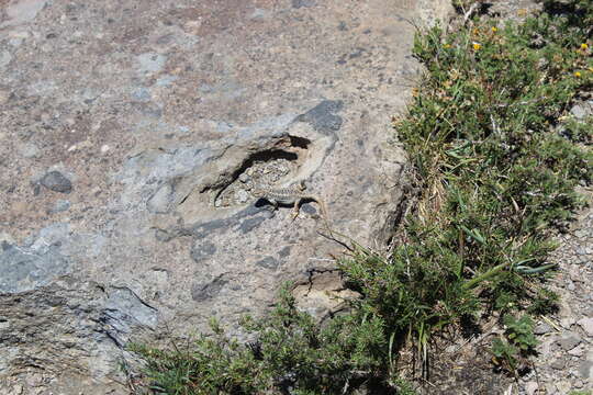 Image of Buerger's Tree Iguana