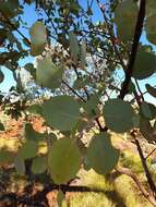 Imagem de Eucalyptus leucophloia subsp. leucophloia