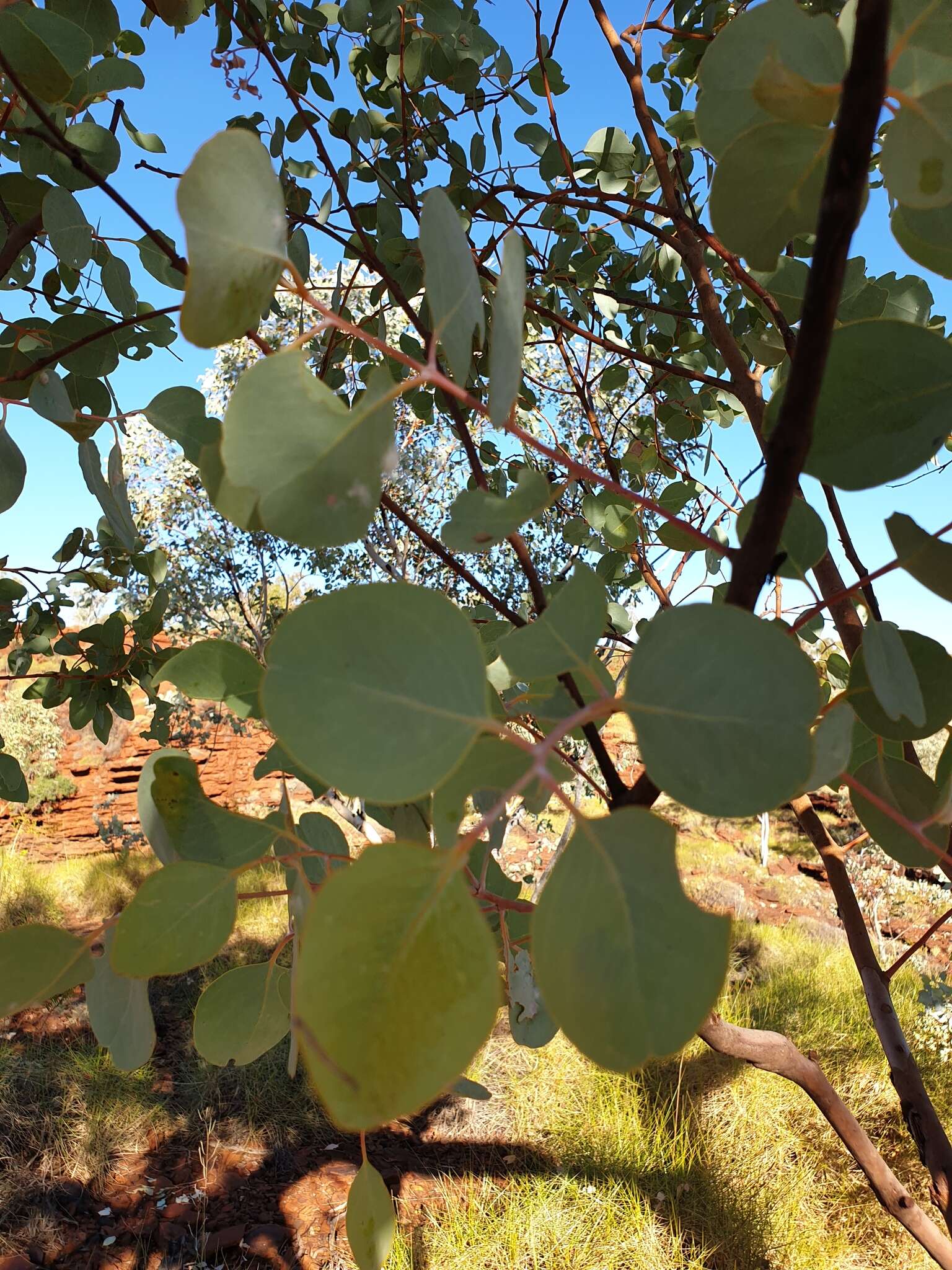 Image of Eucalyptus leucophloia subsp. leucophloia