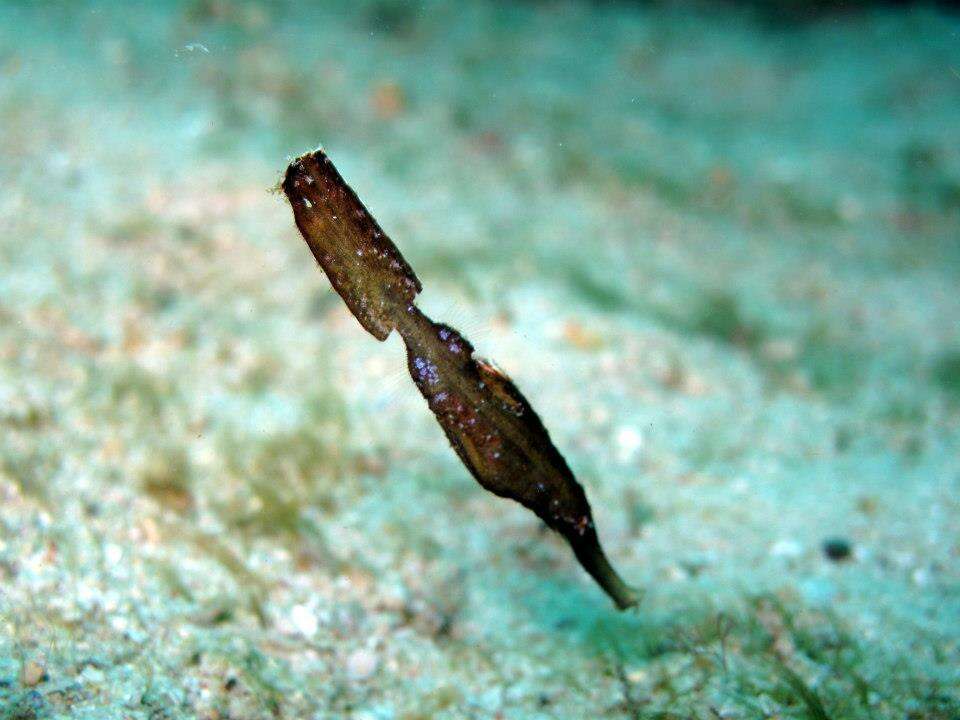 Image of Ghost pipefish