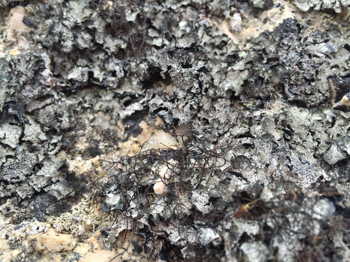 Image of bryocaulon lichen