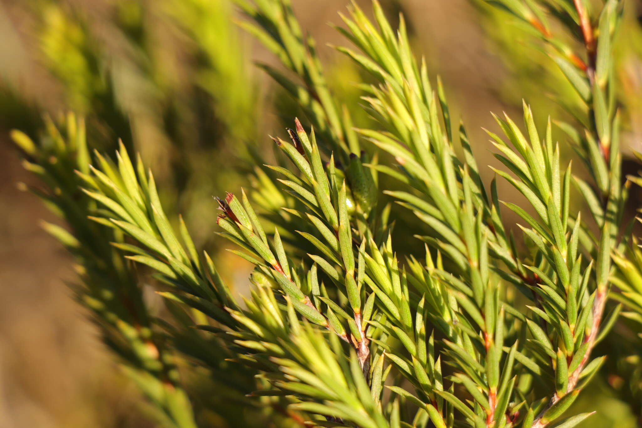 Image of Diosma aristata I. Williams