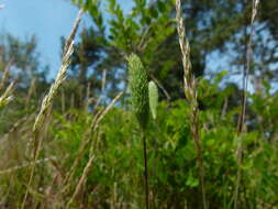 Image of Phleum arenarium L.