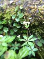 Galium echinocarpum Hayata resmi