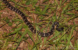 Image of Dipsas ventrimaculata (Boulenger 1885)