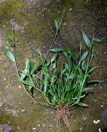 Image of bigleaf bristlegrass