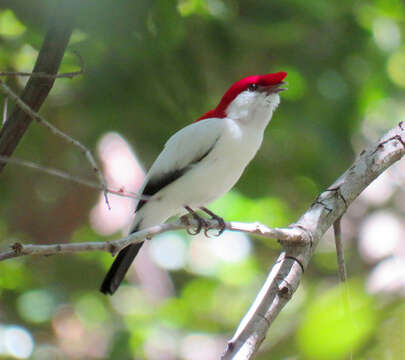 Imagem de Soldadinho-do-araripe