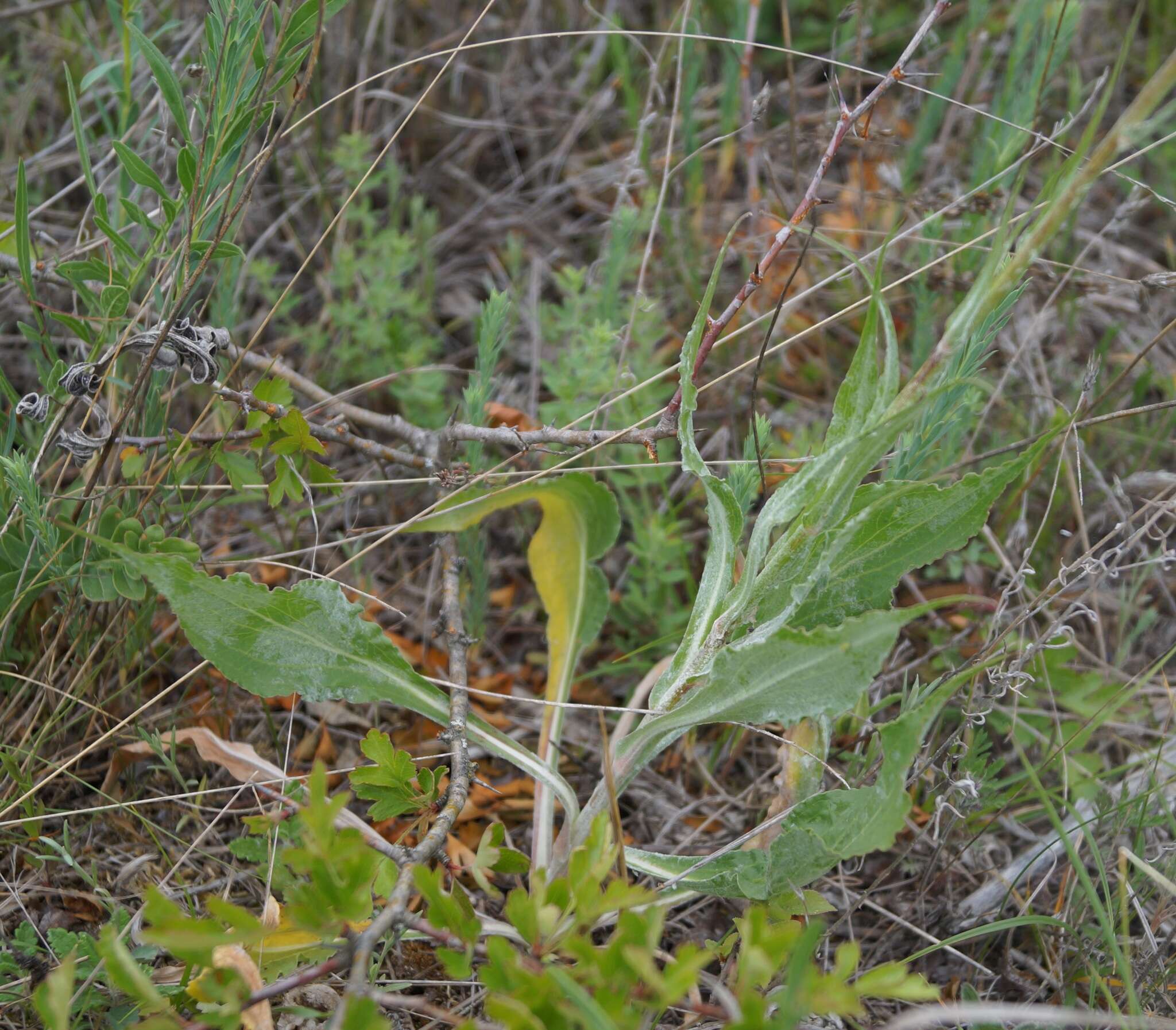 Pseudopodospermum strictum (Hornem.) Zaika, Sukhor & N. Kilian resmi