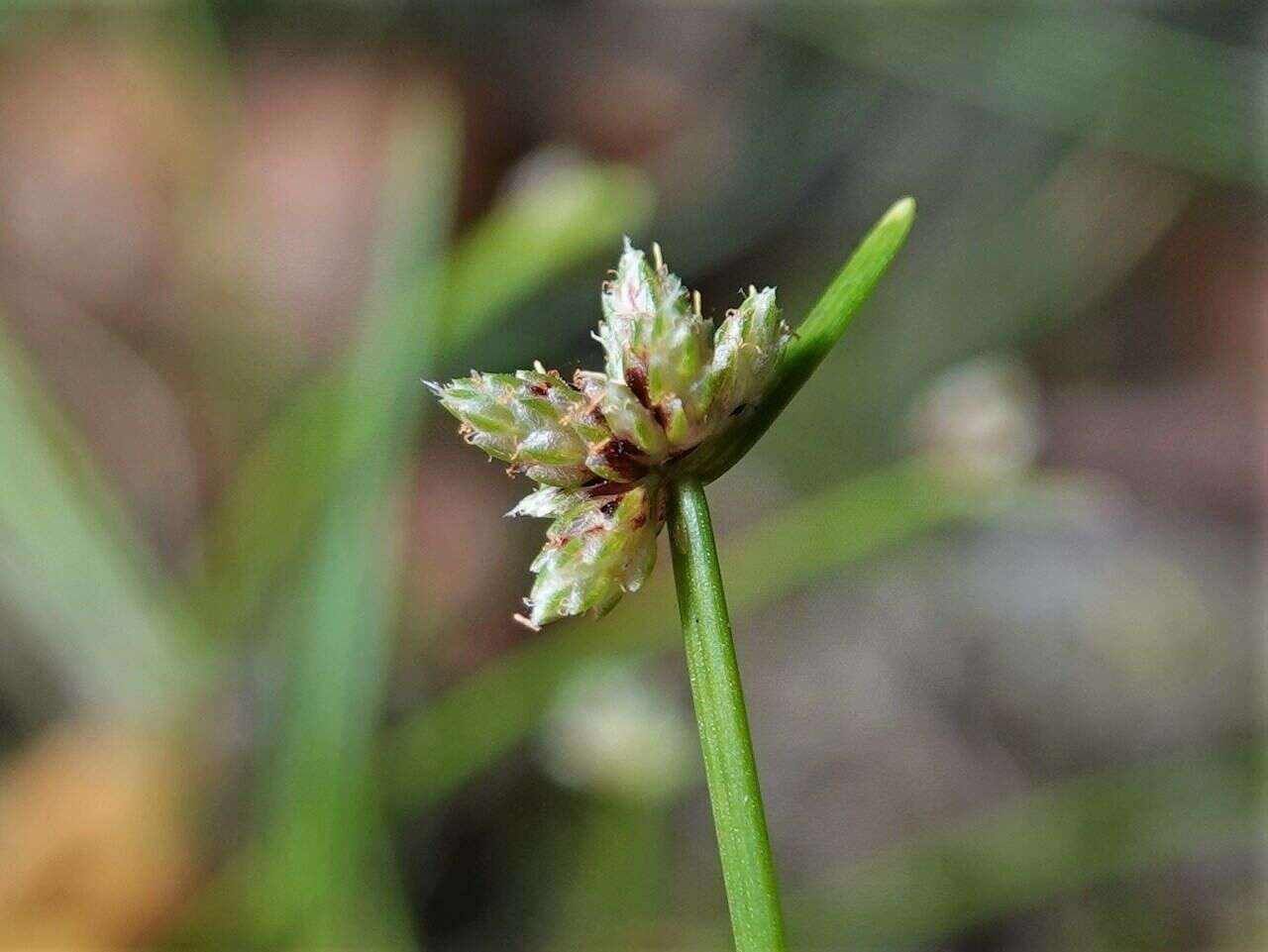 Image de Isolepis inundata R. Br.