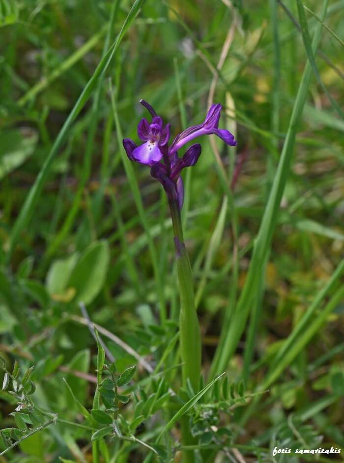 Image of Anacamptis boryi (Rchb. fil.) R. M. Bateman, Pridgeon & M. W. Chase