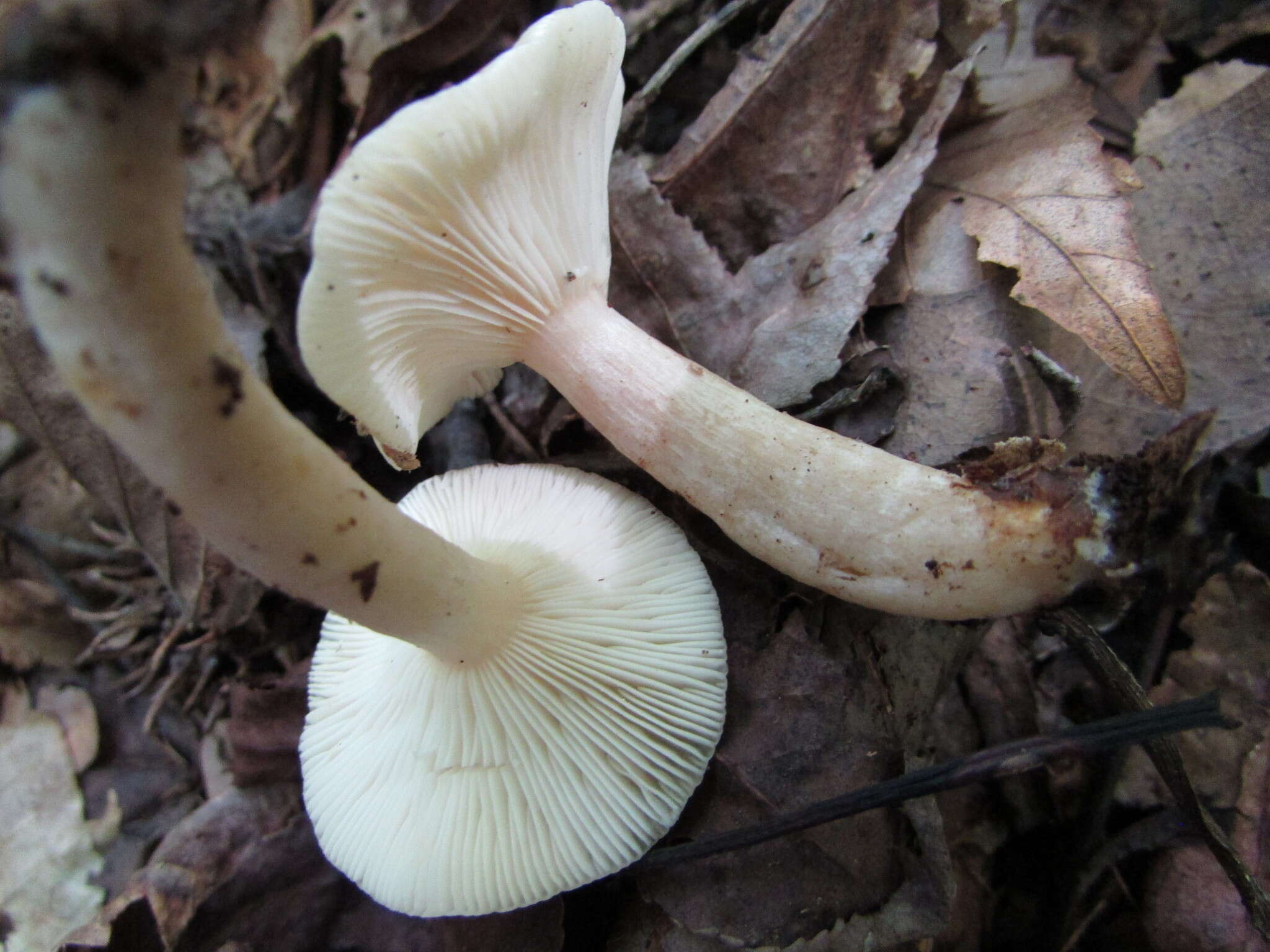 Imagem de Lactarius cinereus Peck 1872