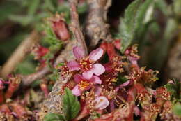 Image of Mountain cherry