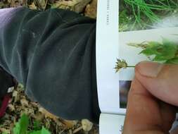 Image of Peck's sedge