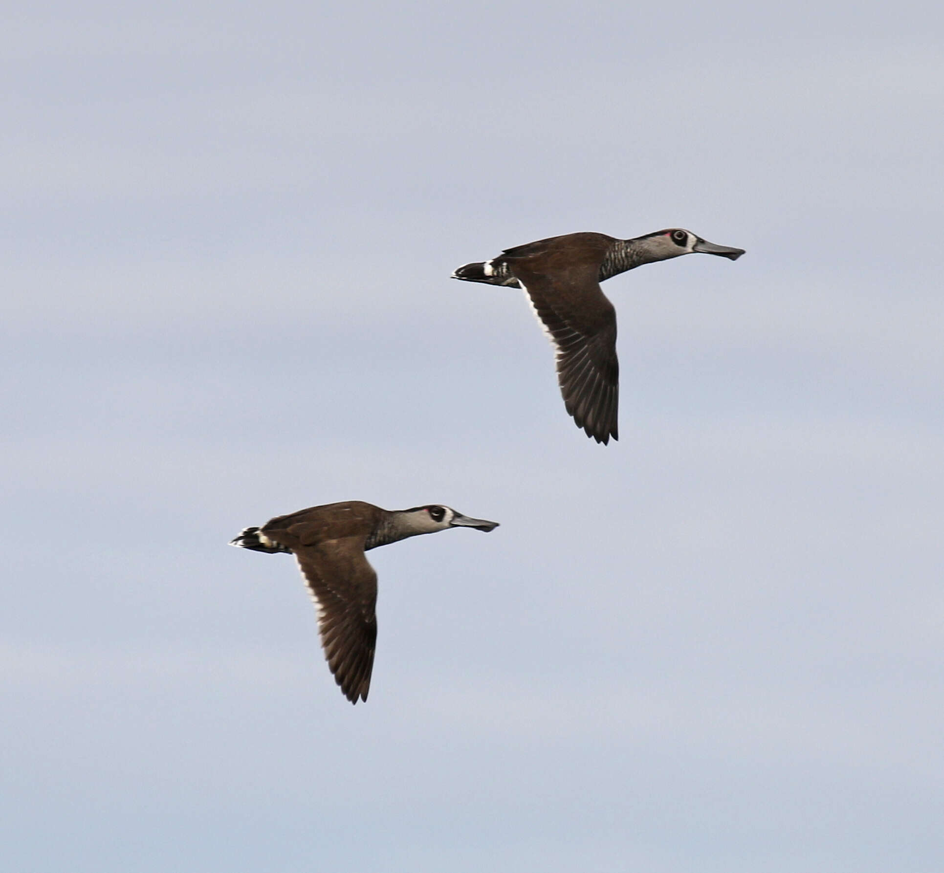 Plancia ëd Malacorhynchus Swainson 1831