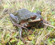 Image of Emerald Forest Frog