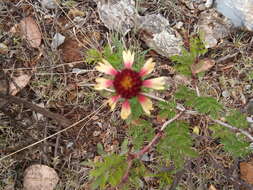 Image of Gaillardia mexicana A. Gray