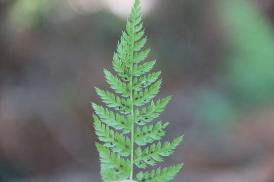 Image of Athyrium spinulosum (Maxim.) Milde