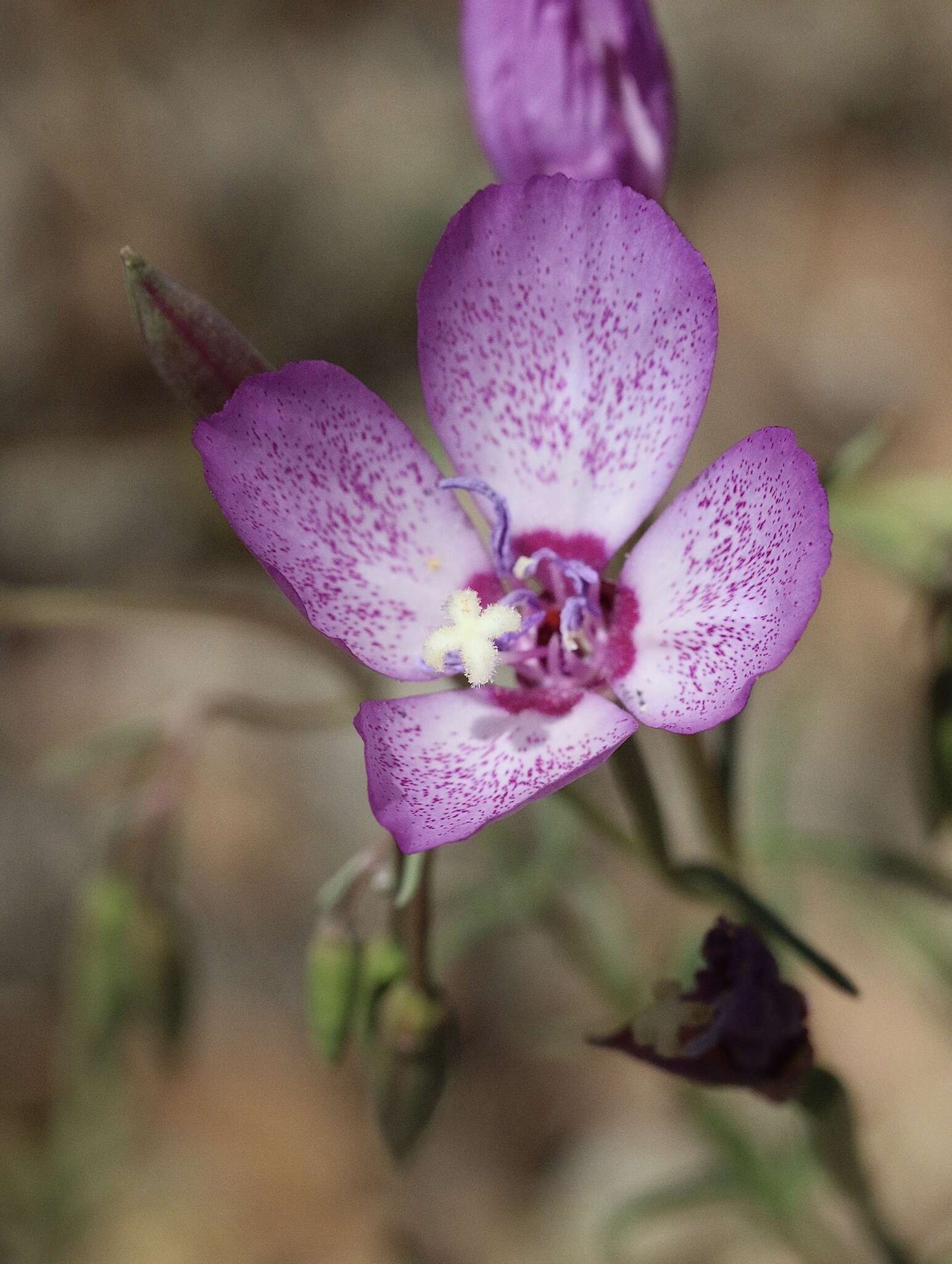 Image of speckled clarkia