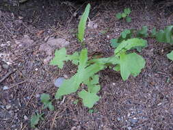 Image of wall lettuce