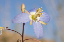 Image of Heliophila lactea Schltr.