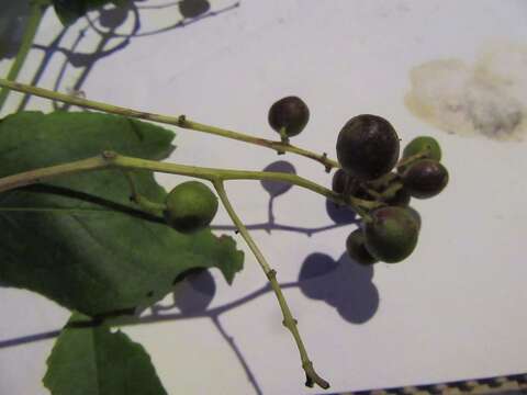 Image of Viburnum hartwegii Benth.