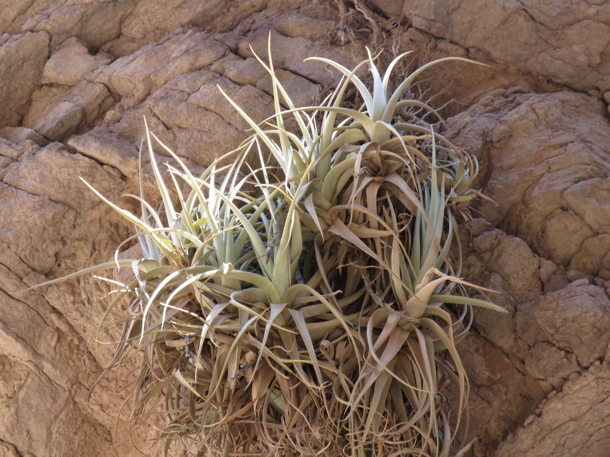 Image of Tillandsia zecheri var. cafayatensis Palací & G. K. Br.