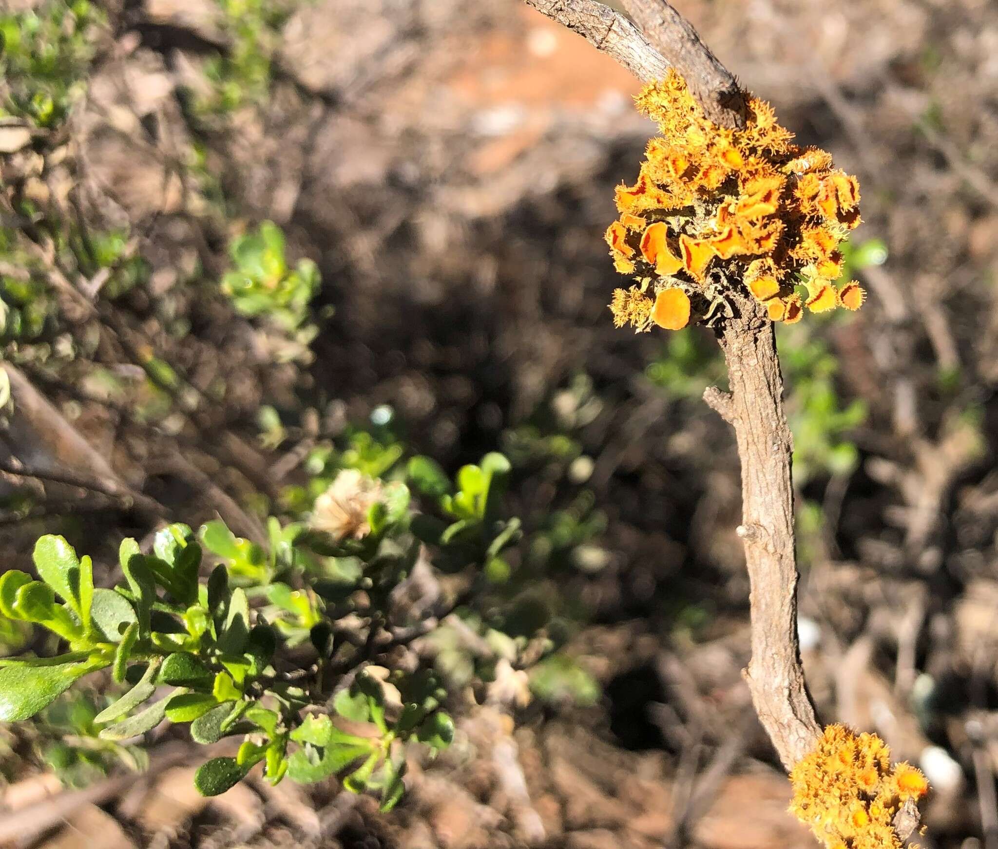 Image of Dusky Daisy-bush