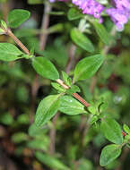 Image of Thymus japonicus (H. Hara) Kitag.