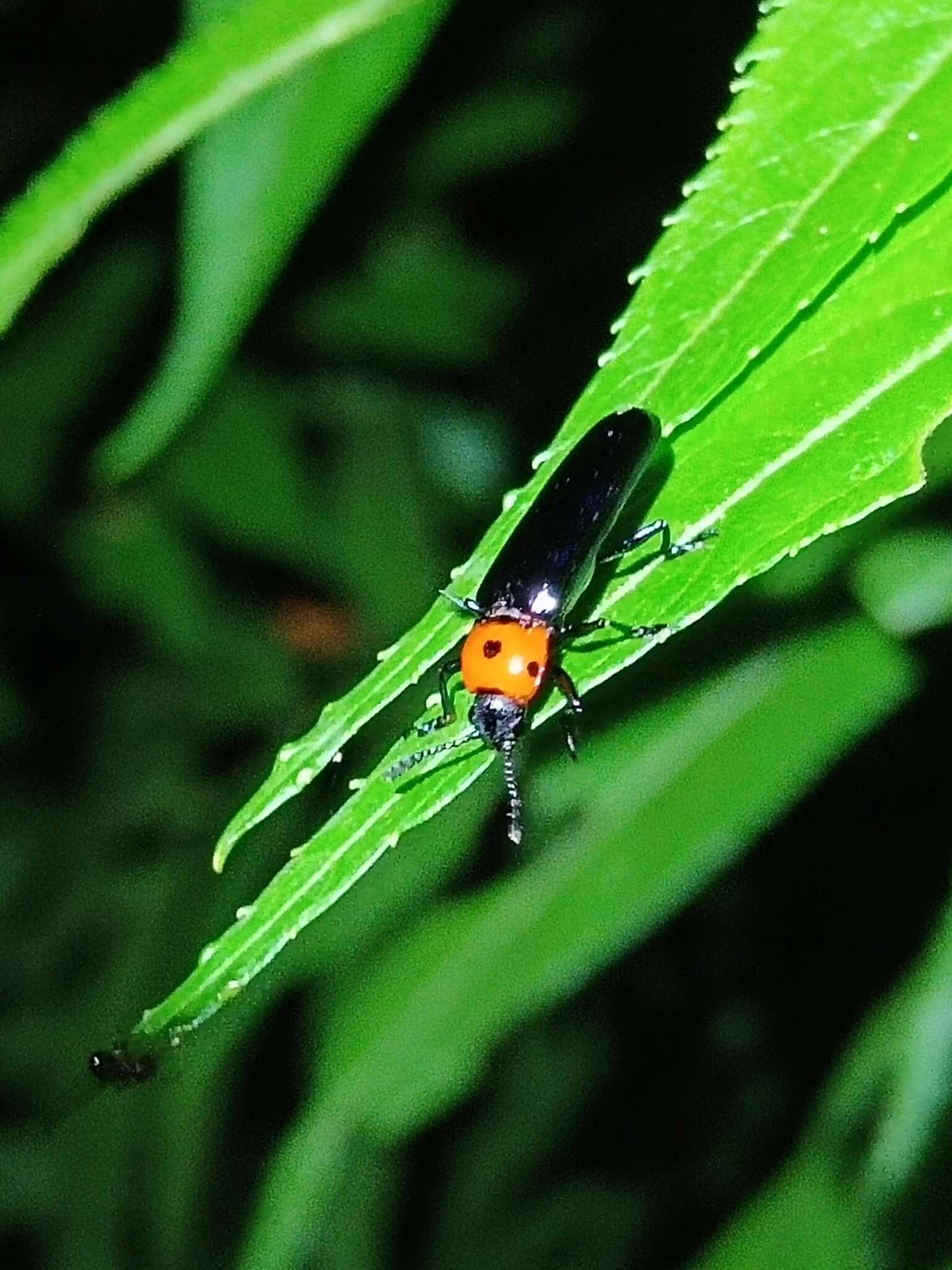 Image of <i>Tetraphala collaris</i>