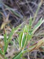 Poecilimon (Poecilimon) elegans Brunner von Wattenwyl 1878 resmi