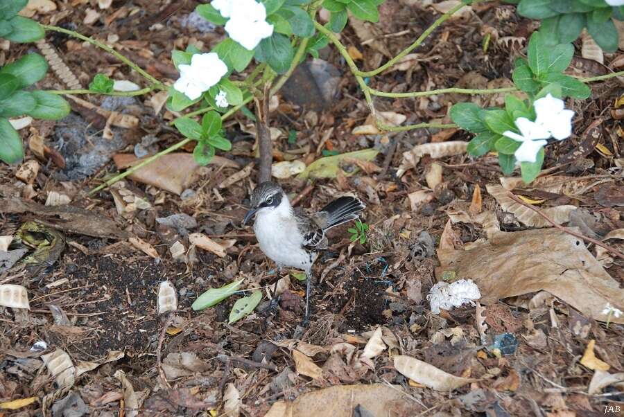 Image of Galapagos Mockingbird