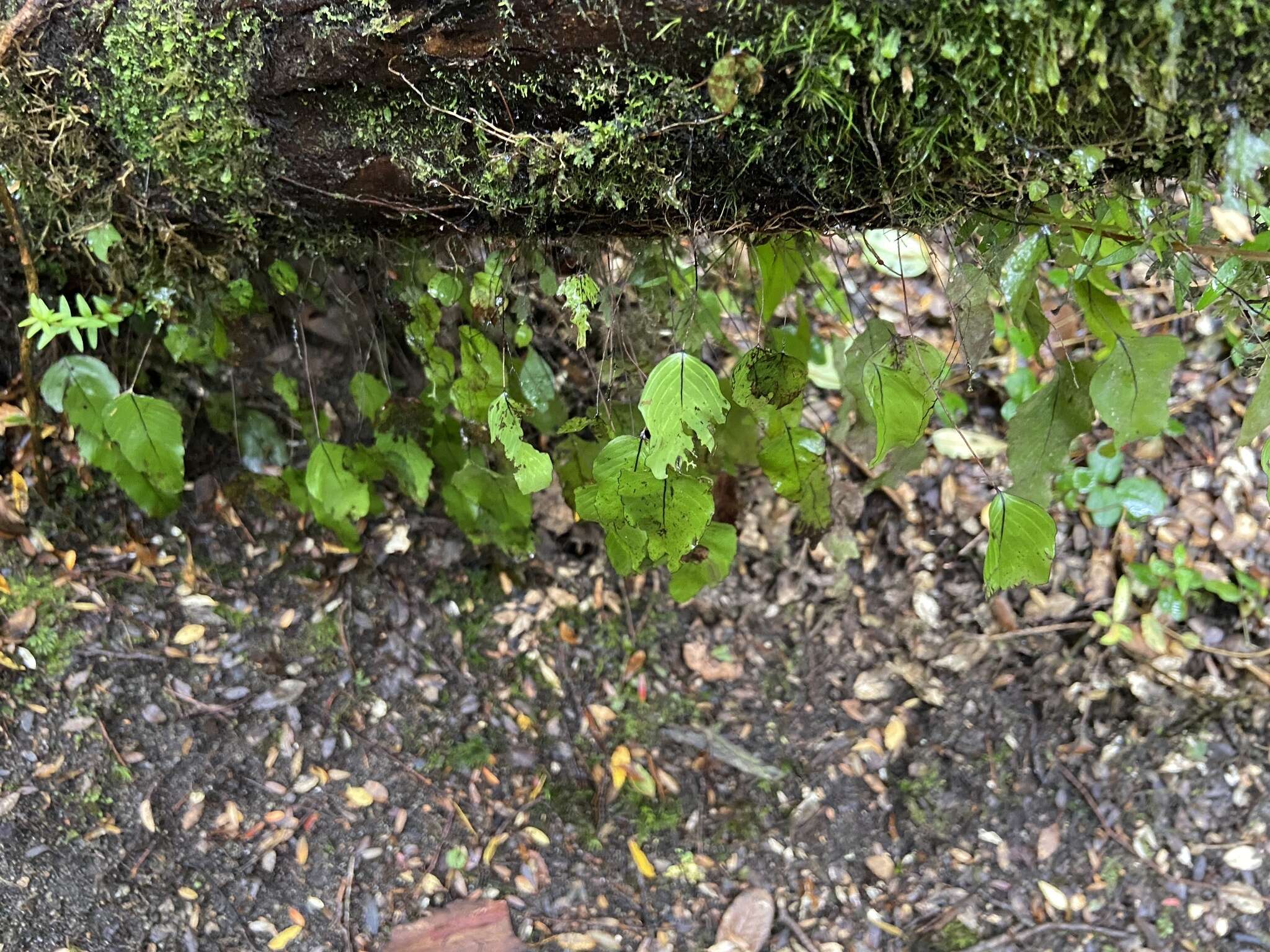 Image of Hymenophyllum cruentum Cav.