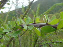 Imagem de Fouquieria splendens subsp. breviflora Henrickson