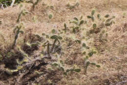 Opuntia triacanthos resmi