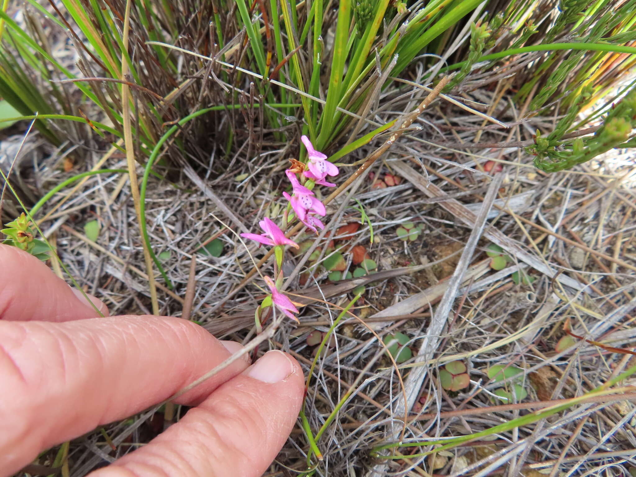 Image of Disa obliqua subsp. clavigera (Lindl.) Bytebier