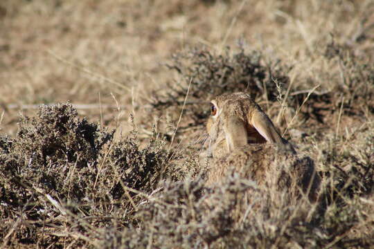 Lepus capensis capensis Linnaeus 1758 resmi